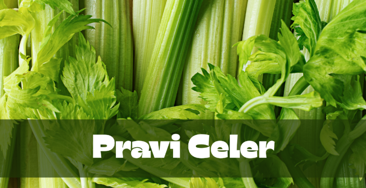 Pravi Celer: The Natural Powerhouse for Health and Vitality